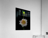 FLO 01815 Acrylic Print
