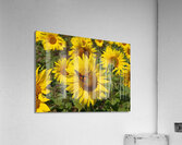 FLO 01763 Acrylic Print