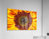 FLO 01764 Acrylic Print