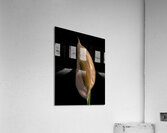FLO 01768 Acrylic Print