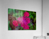 FLO 01776 Acrylic Print
