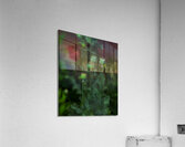 FLO 01795 Acrylic Print