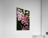 FLO 01810 Acrylic Print