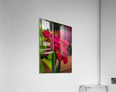 FLO 01802 Acrylic Print