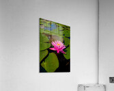 FLO 01823 Acrylic Print