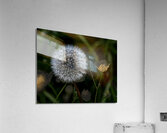 FLO 01805 Acrylic Print