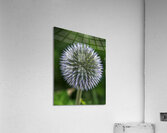 FLO 01786 Acrylic Print