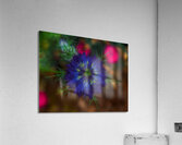 FLO 01774 Acrylic Print