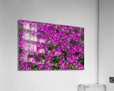 FLO 01806 Acrylic Print