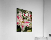 FLO 01811 Acrylic Print