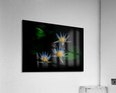 *FLO 00469 Acrylic Print