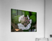 FLO 01773 Acrylic Print