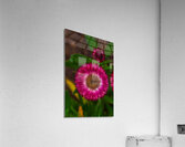 FLO 01783 Acrylic Print