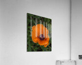 FLO 01808 Acrylic Print