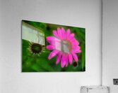 FLO 01782 Acrylic Print