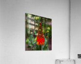 FLO 01800 Acrylic Print