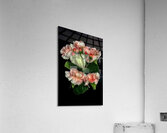 FLO 01760 Acrylic Print