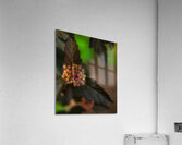 FLO 01769 Acrylic Print