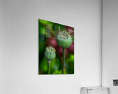 FLO 01788 Acrylic Print