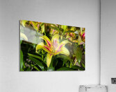 FLO 01809 Acrylic Print