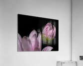 FLO 01765 Acrylic Print