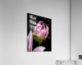 FLO 01766 Acrylic Print