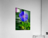 FLO 01775 Acrylic Print