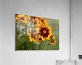 FLO 01801 Acrylic Print