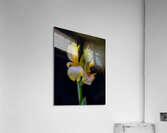 FLO 01803 Acrylic Print