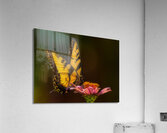 *INS 01824 Acrylic Print