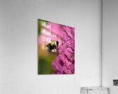 INS 01826 Acrylic Print