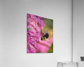 INS 01825 Acrylic Print