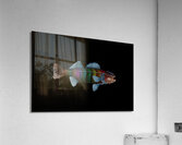 MIS 01901 Acrylic Print