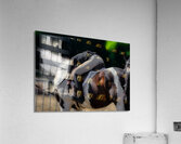 MIS 01912 Acrylic Print