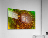ABS 01951 Acrylic Print