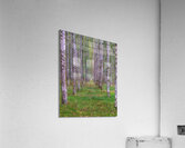 LAN 02061 Acrylic Print