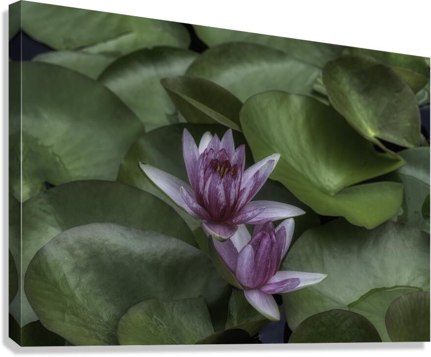 FLO 2704 Canvas Print