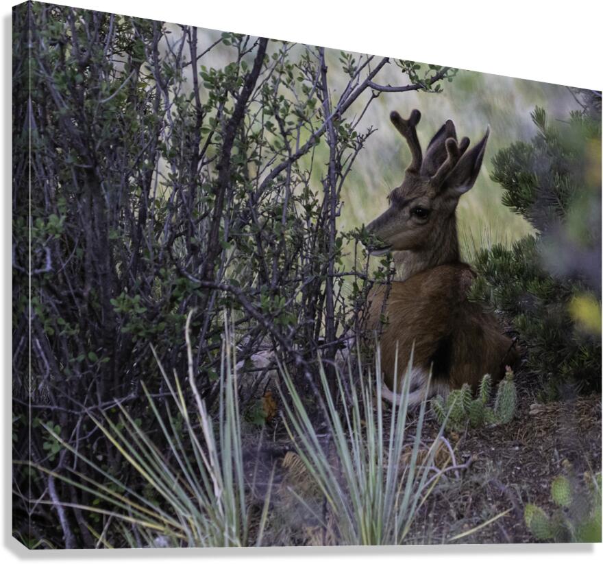 ANI 00165 Canvas Print