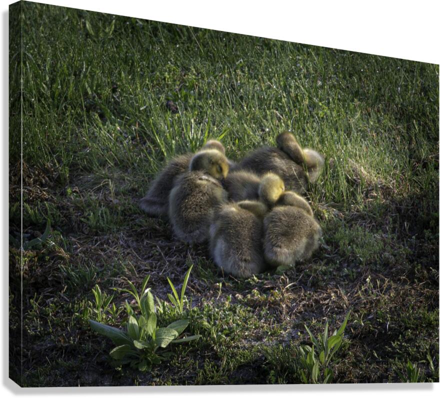 BIR 00234 Canvas Print