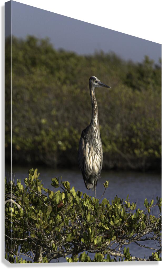 BIR 00226 Canvas Print