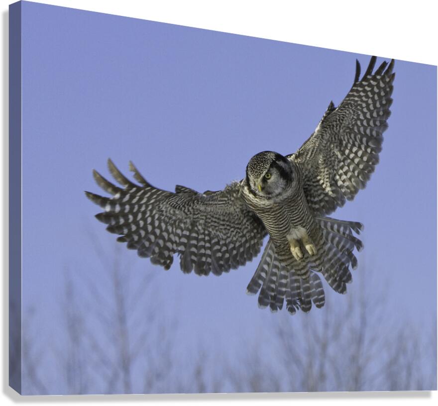 BIR 00269 Canvas Print