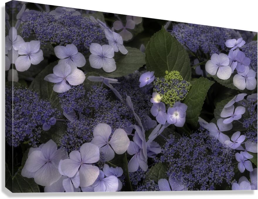 FLO 00553 Canvas Print
