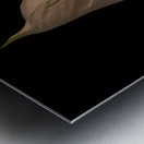 FLO 02218 Metal print