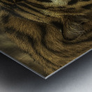 ANI 00193 Metal print