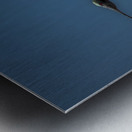 BIR 01721 Metal print