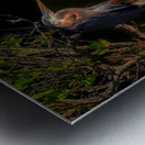 BIR 01718 Metal print