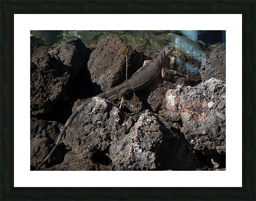 ANI 02141 Picture Frame print