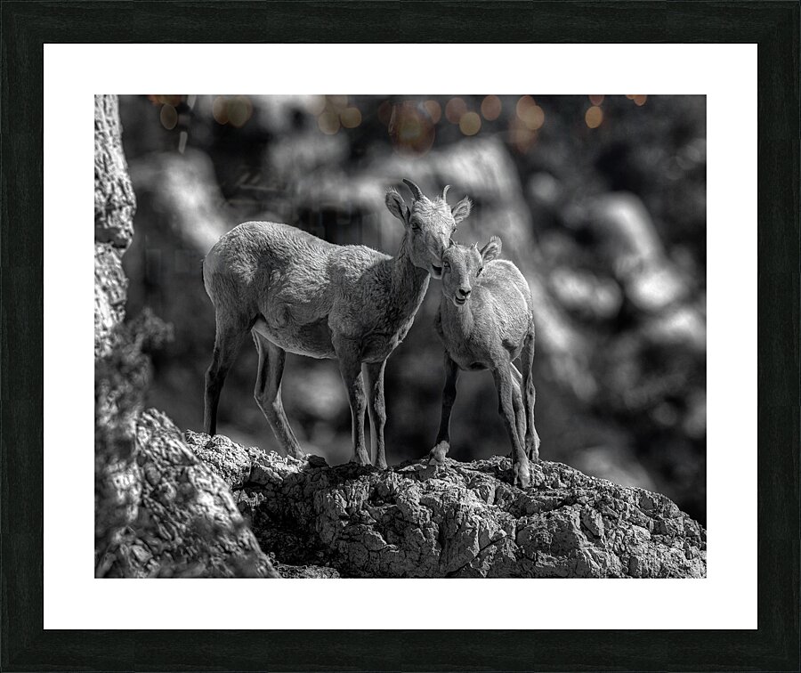 ANI 02373 Picture Frame print