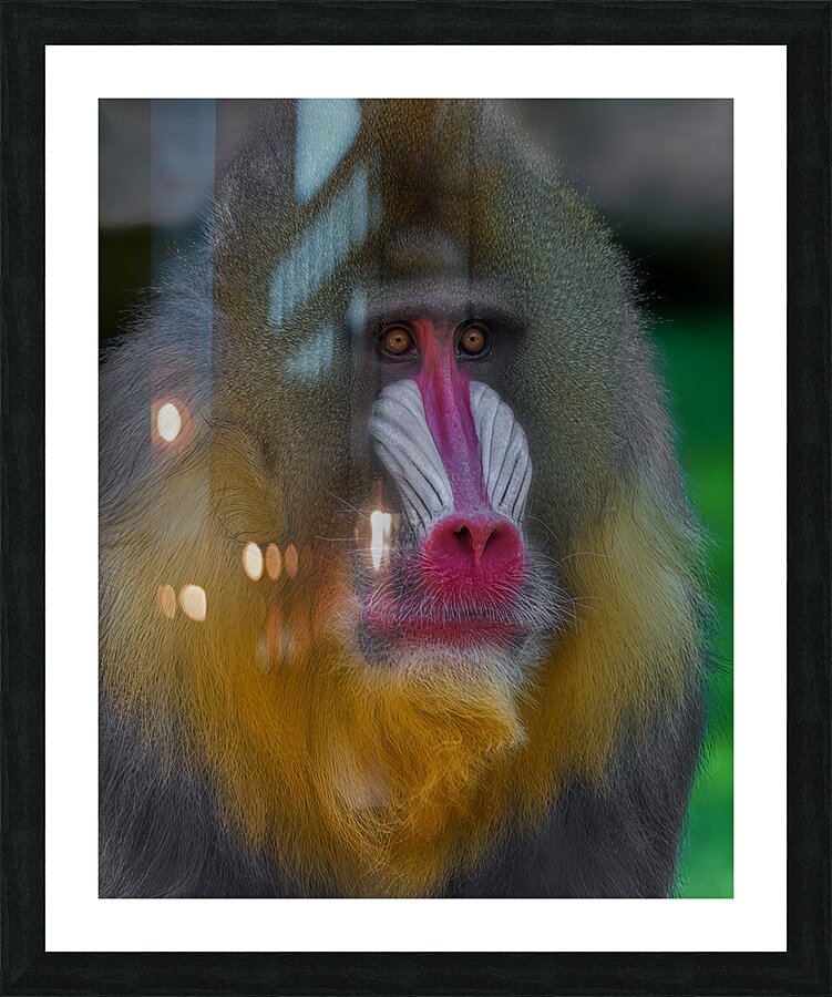 ANI *02173 Picture Frame print