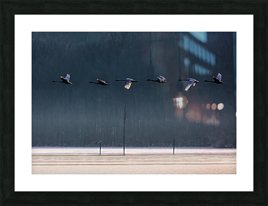 BIR 02342 Picture Frame print